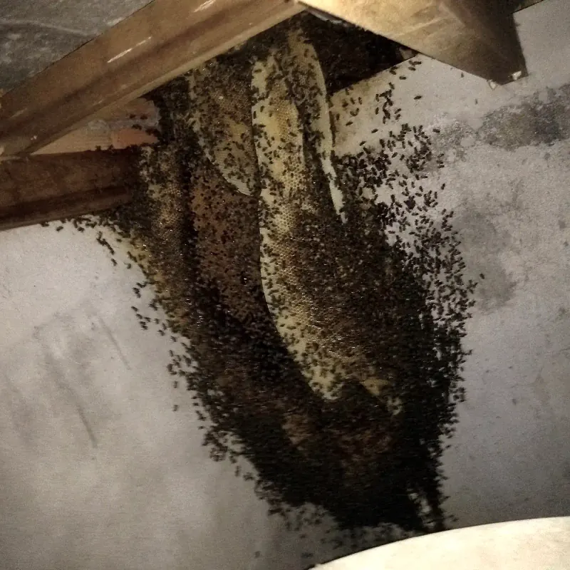 Colmeia com favos e enxame instalada sob uma viga de madeira, contra parede de alvenaria.