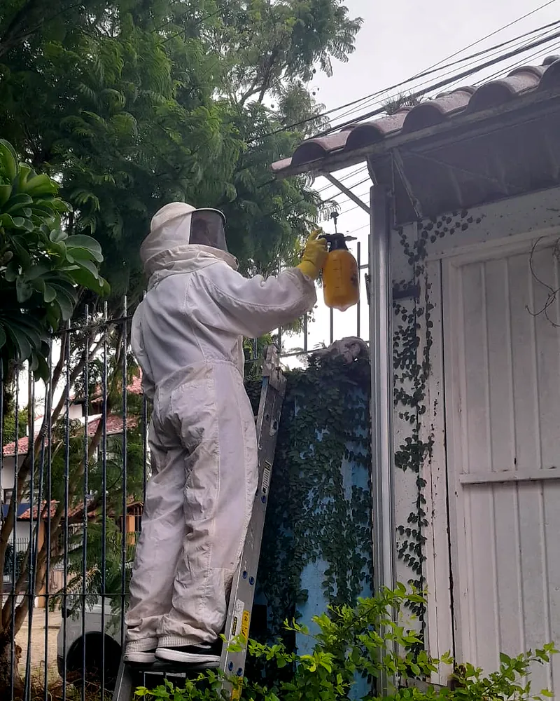 Profissional de macacão de proteção, sobre escada, retira um favo do beiral de uma casa de madeira em dia nublado.