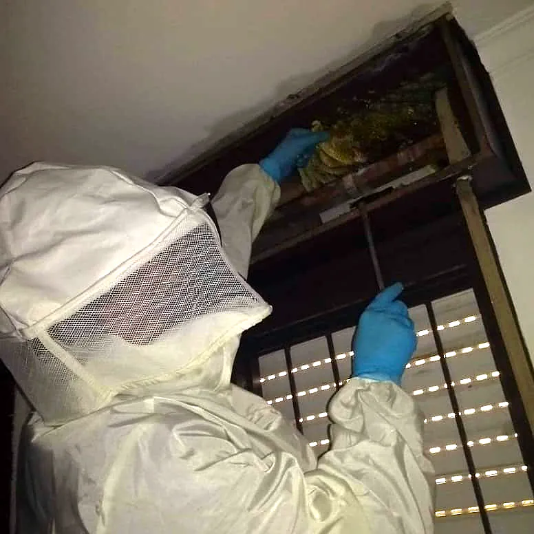 Profissional de macacão e luvas de nitrilo inspeciona um ninho alojado em nicho no forro de um ambiente interno.